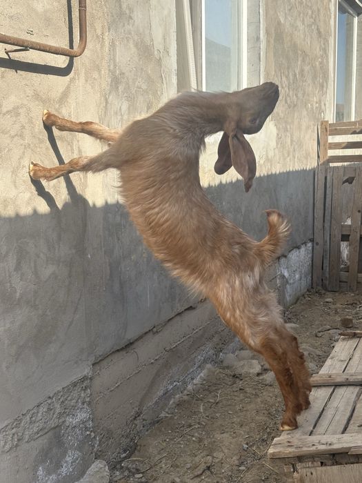 Камори битал коза