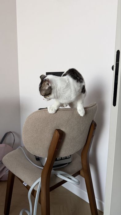 Котенок в добрые руки