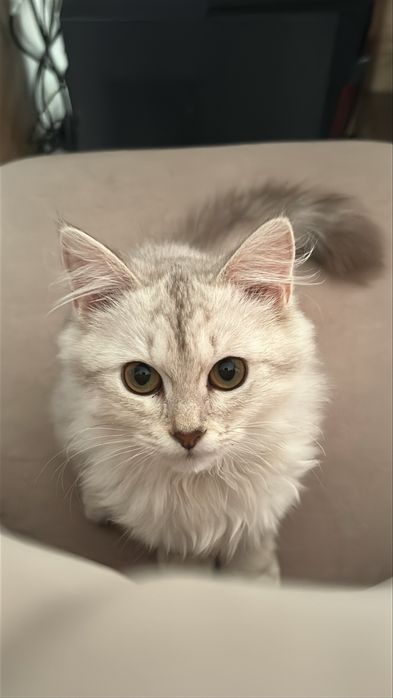 Қолға үйретілген мысық кошка