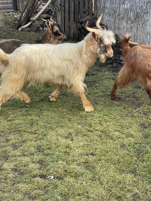 Vând țap rasă autohtonă