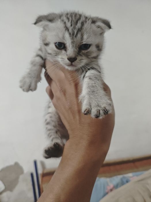 Отдам котят в добрые руки!