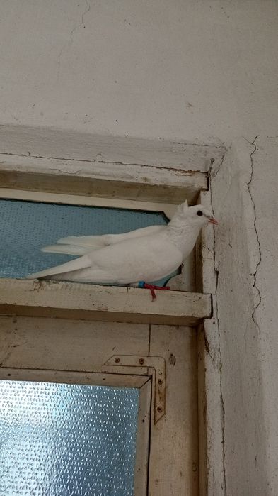 Голубь голуби кептер тауық қораз балапан