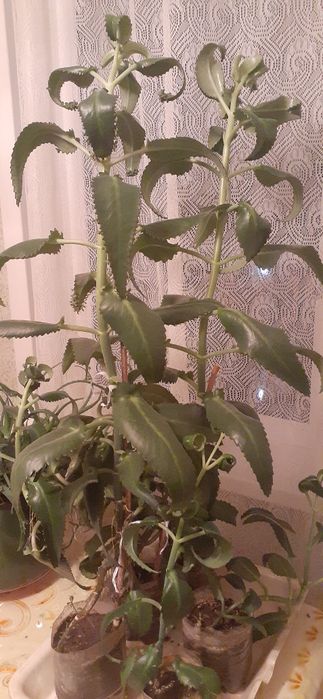 Каланхоэ лекарственный