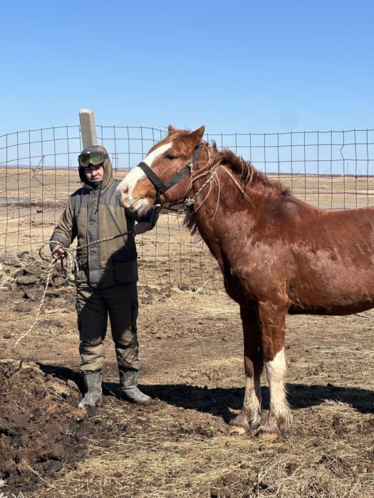 Айгыр сатылады 750мын
