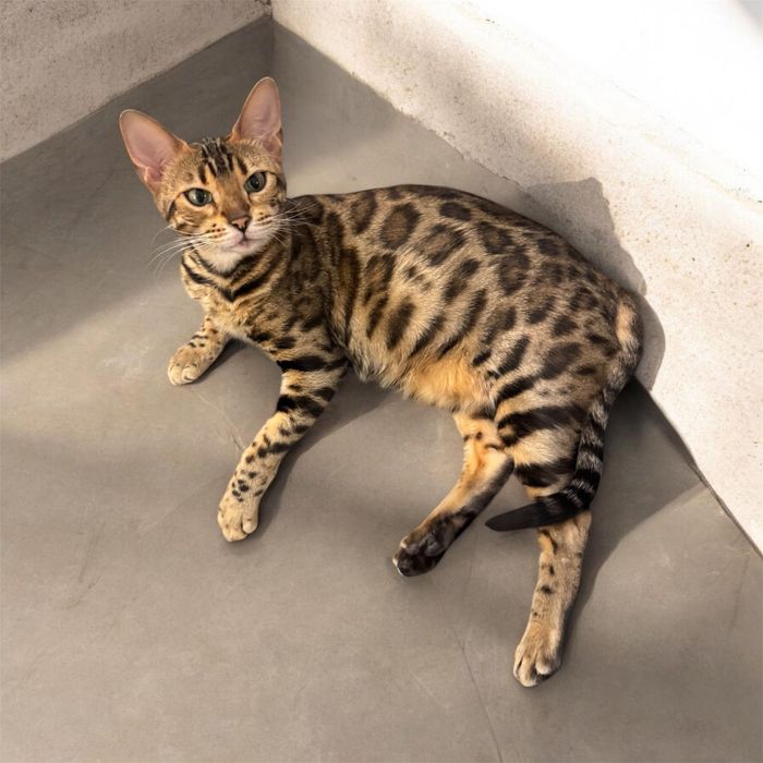 Бенгалски котета  8 седмични