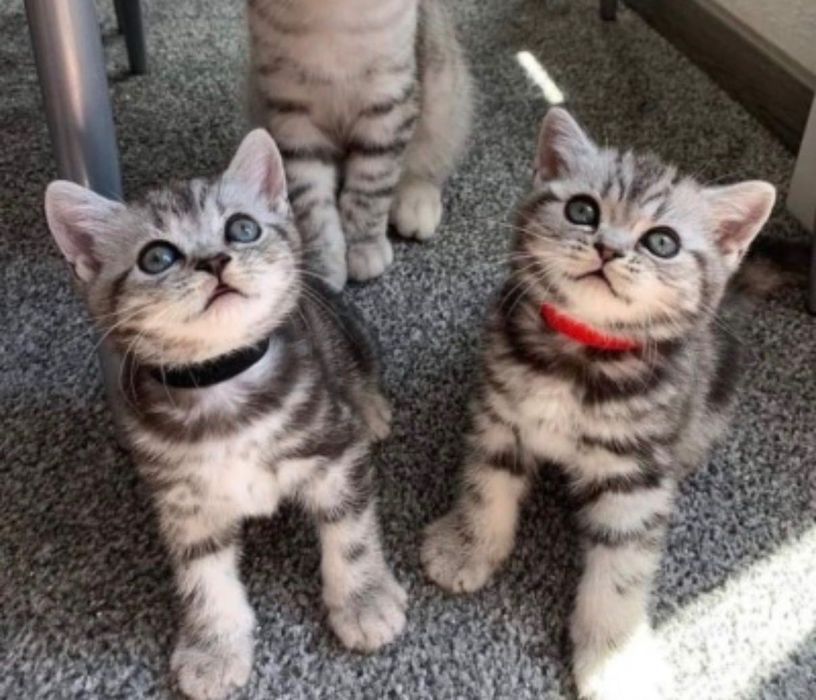 Прелестненькие Котята