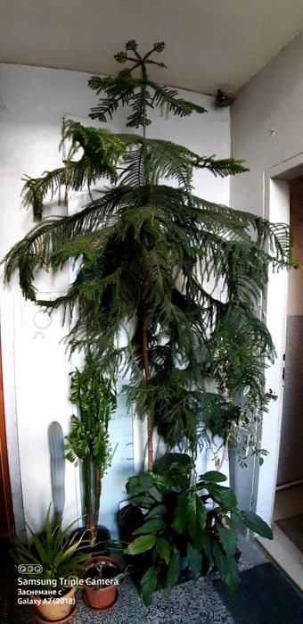 Араукария (Araucaria heterophylla)