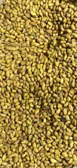 Семена клевера люцерна