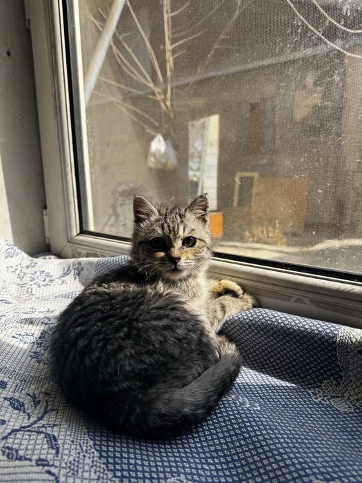 Пристраиваем кошечку