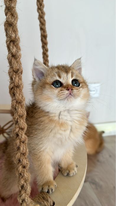 Золотая британская шиншилла ny 12