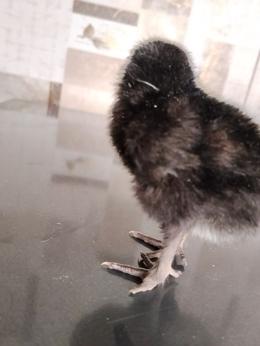 Продам цыплят из под квочки