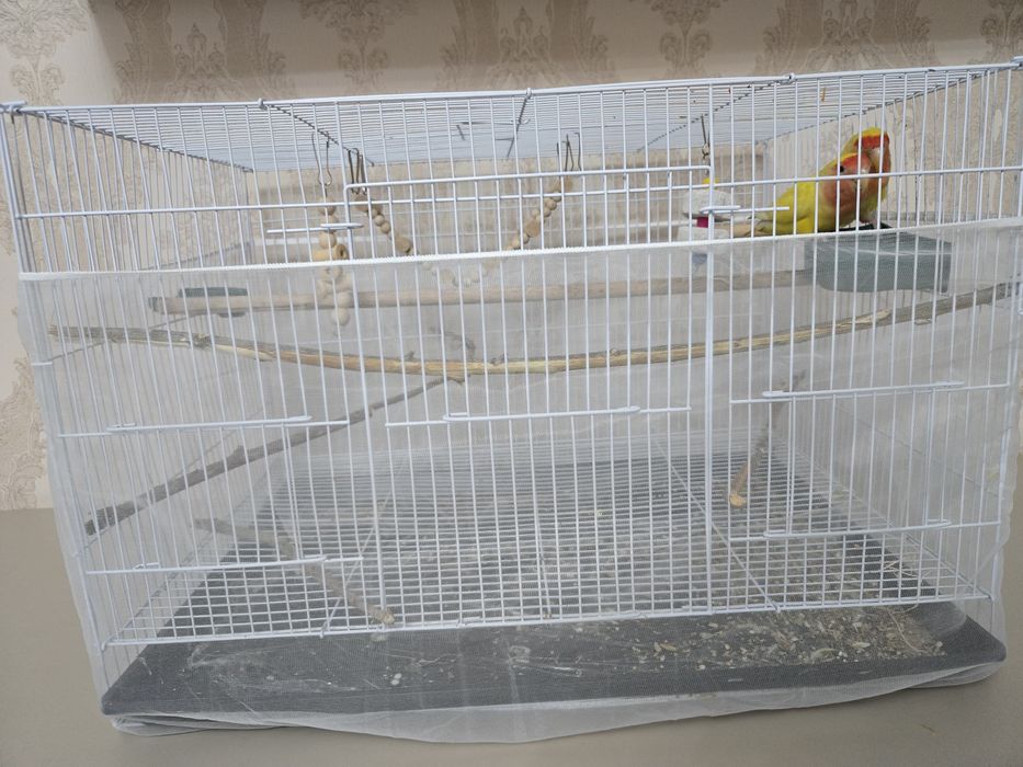 Продам попугаев мальчик и девочка