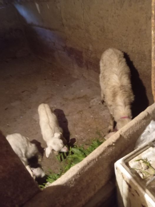 Продам казу с козлятами