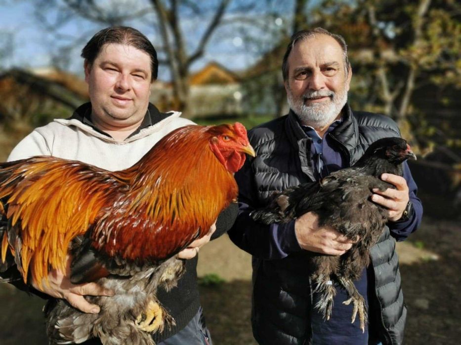 brahma barat și potârnichiu rasă pură