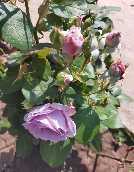 Trandafiri in ghiveci