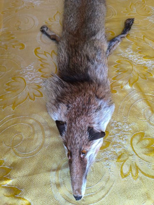 Кожена яка цяла лисица