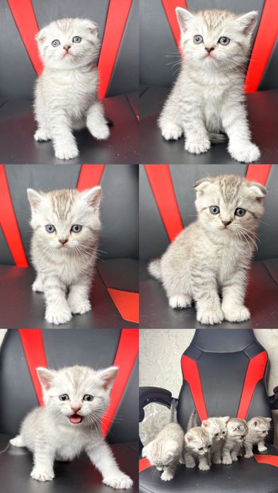 Шотландский фолд [Сотилмайди] Вязка тоза насл!