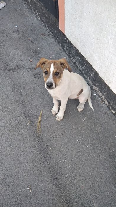 Джек рассел терьер