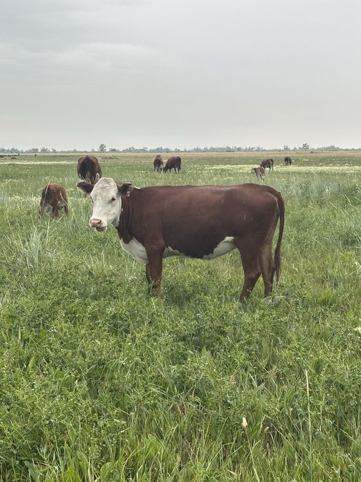 Продам молодых белоголовых коров