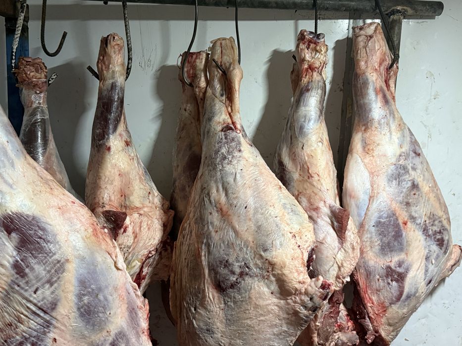Продам мясо говядины молодняк. Сан ет сатылады жас мал