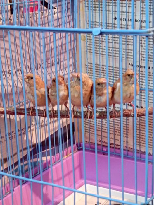 Амадины Японские...