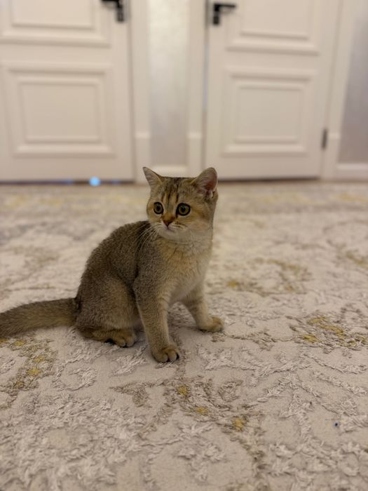 Чистокровная британская шиншилла