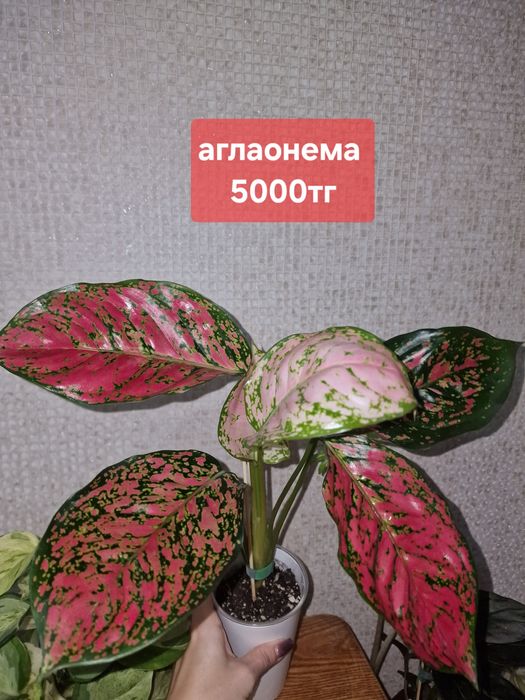 Комнатные цветы (домашние)