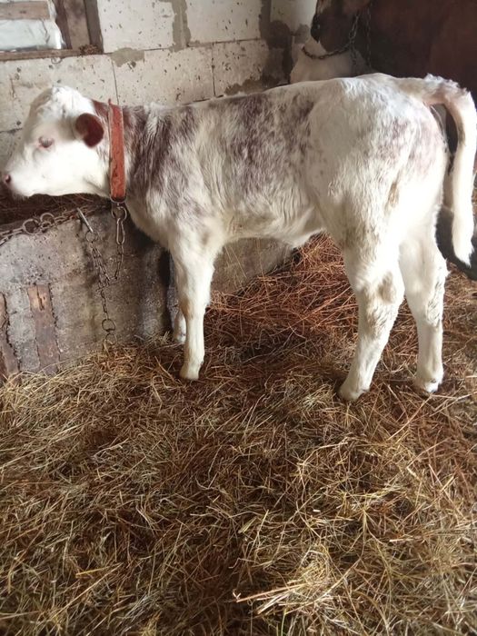 Vănd două vițele și un tăuraș