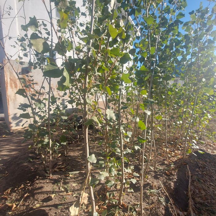 Продам пиромидальные тополи по 500тг