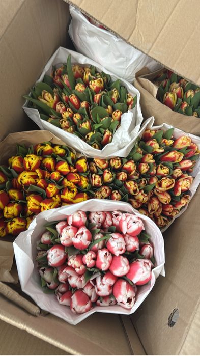 тюльпаны по 350тг