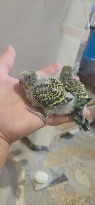 Продам валнистый папугай