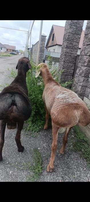 қошқар сатылады, линиясы бар