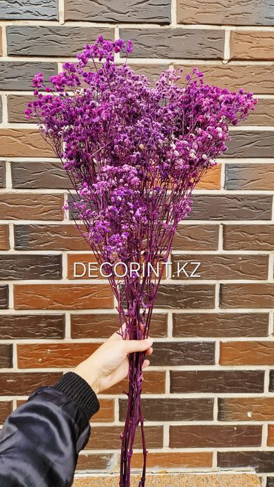 Гипсофилла стабилизированная