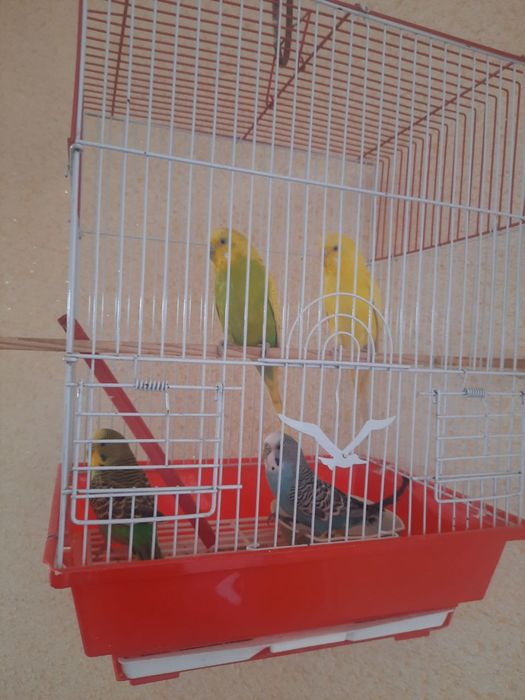 To’tiqush ( волнистый попугай)