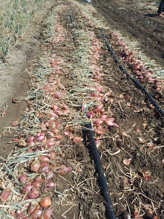 Ceapa rosie tropea rossa lunga