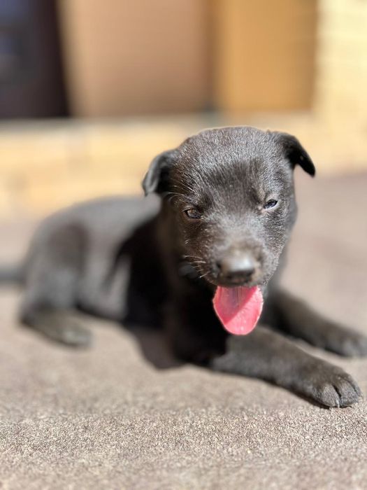 Щенки немецкой овчарки, Чисто Черные.