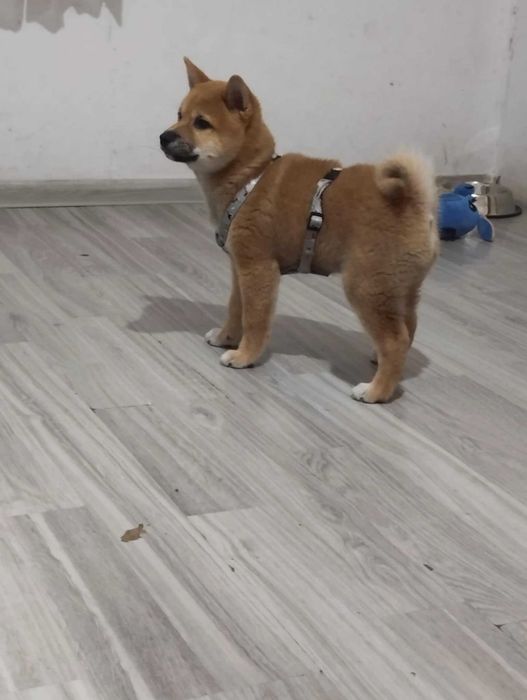 Куче шиба ину на 5 месеца