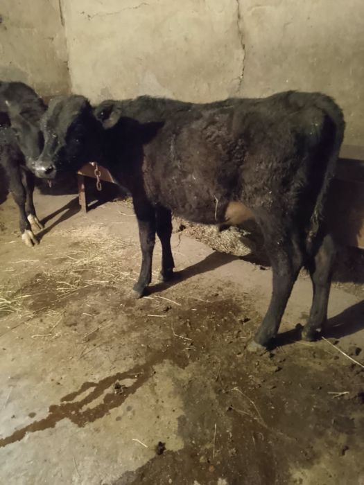 Продам бычка и тёлочку