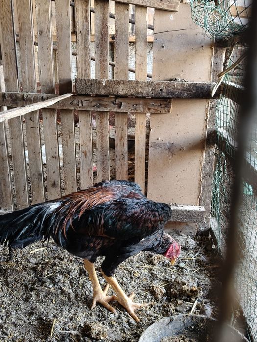 Dakan jójaxórozla sotiladi