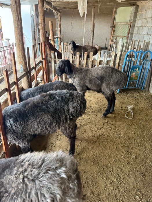 Койлар сатылады 110мын