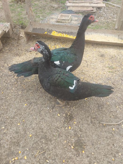 Rațe mute disponibile