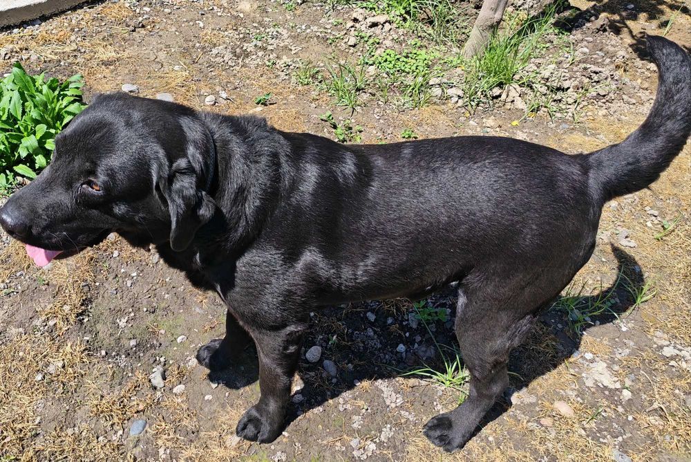 Продается лабрадор