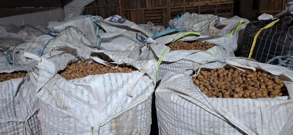 Картофи за консумация и семе