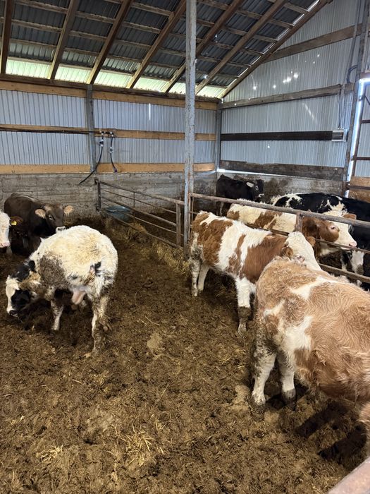 Vând viței 200-320 kg aproximativ