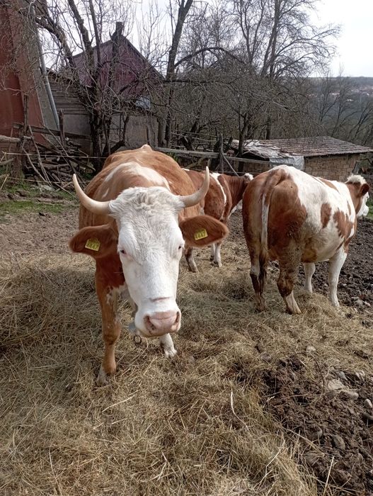 Vaca gestanta de vânzare