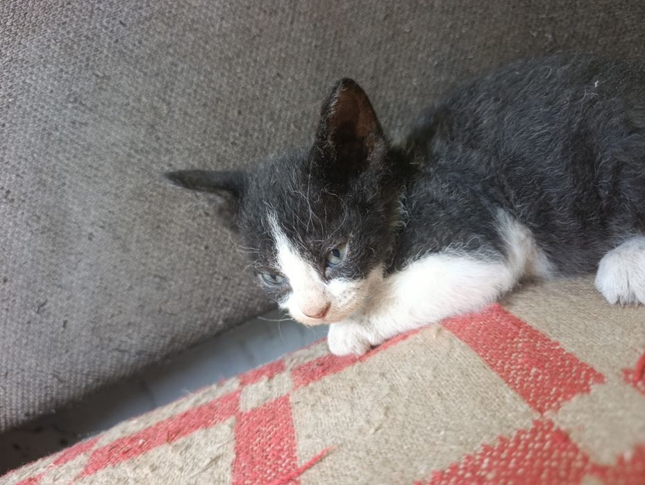 Отдам котят брашики