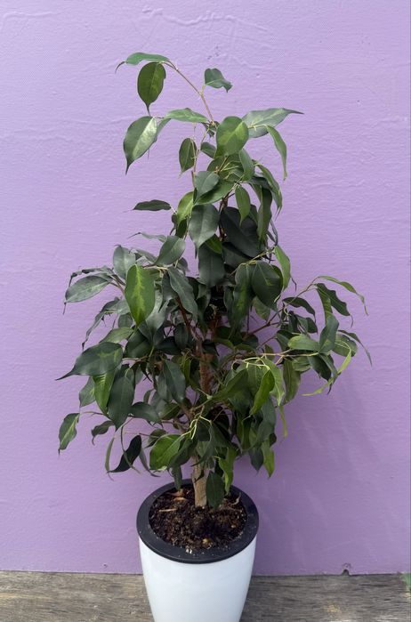 Продам фикусы сортовые