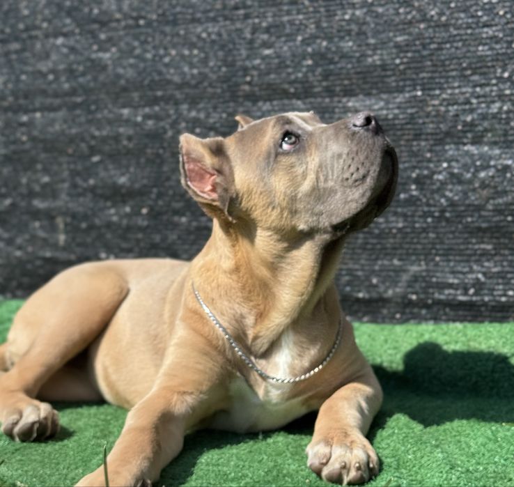 Cățeluș Cane Corso cu pedigree
