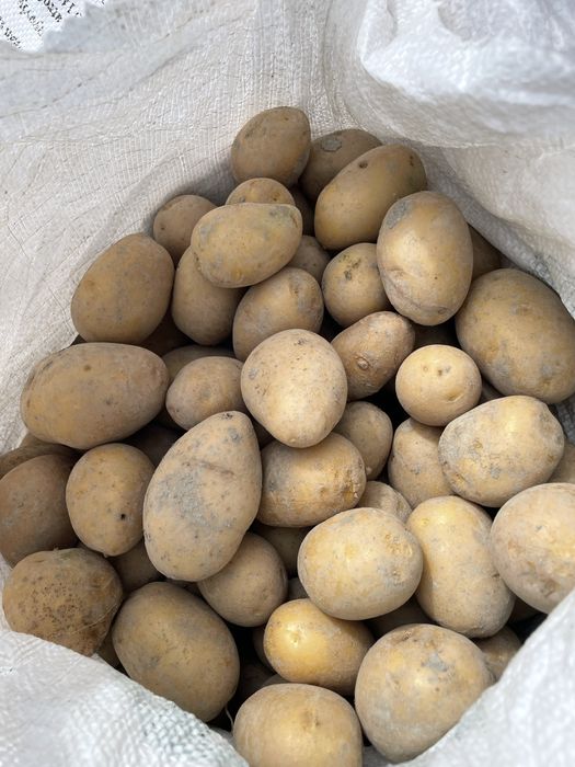 Kartoshka Optomga sotiladi