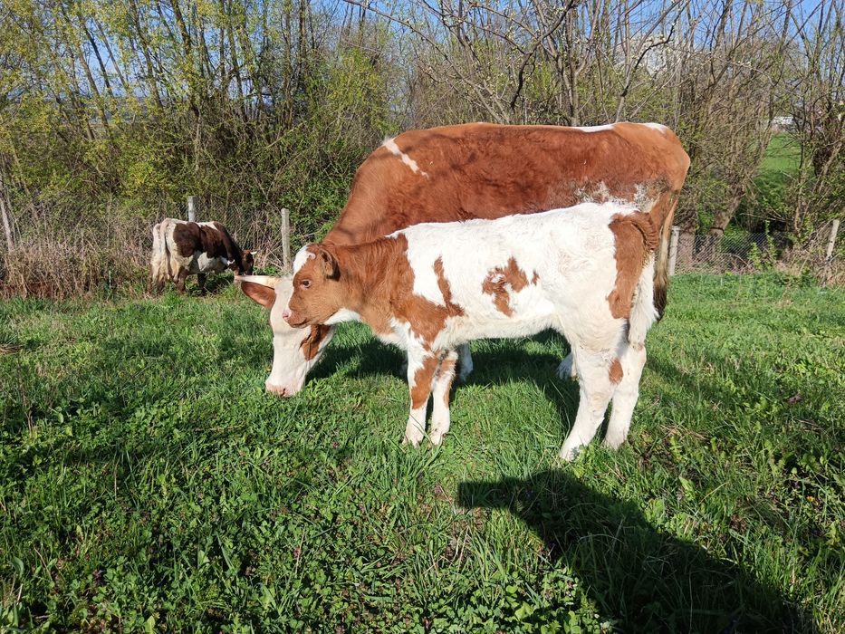 Junca bălțată cu primul vițea 6 săptămâni/montata Simmental